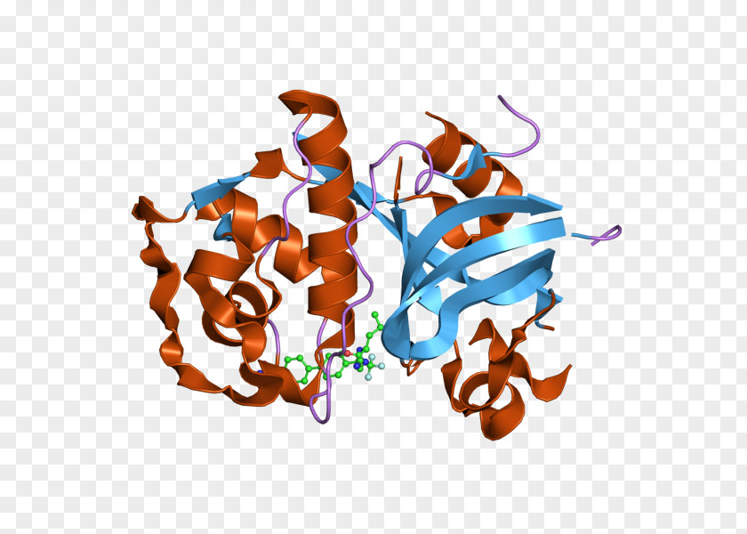 Cathepsin K Bromelain Cysteine Protease Crystal Structure PNG
