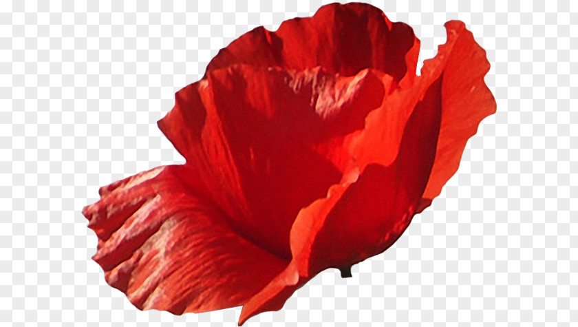 Flower Poppy Photography LiveInternet PNG