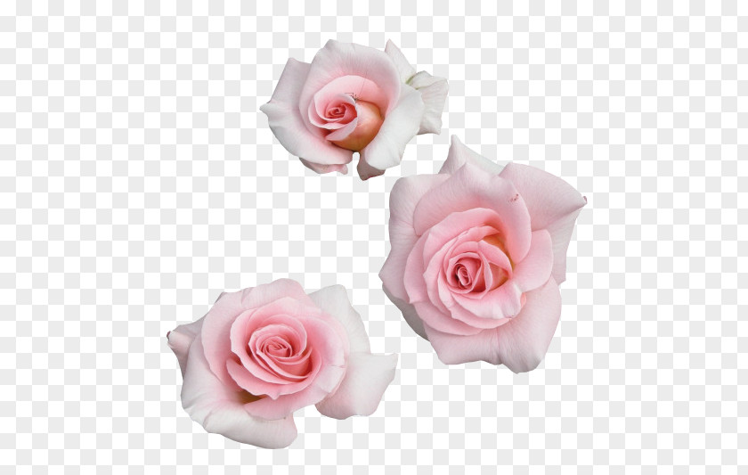 Garden Roses Tteuran Art Pink Flowers PNG