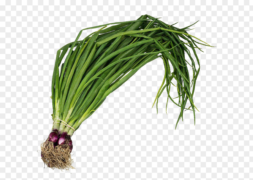 Spring Onion Allium Fistulosum Leaf Vegetable Scallion Herb PNG