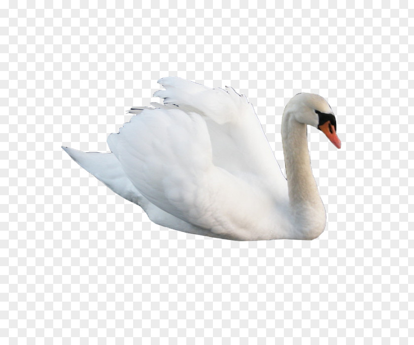 Swan Cygnini Goose Bird PNG