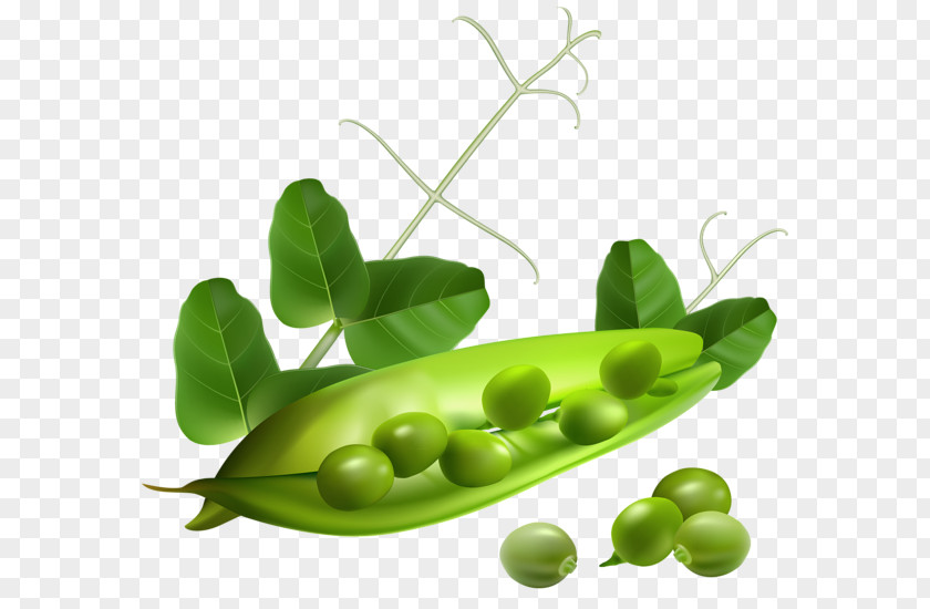Pea Pod Green Leaves Clip Art PNG