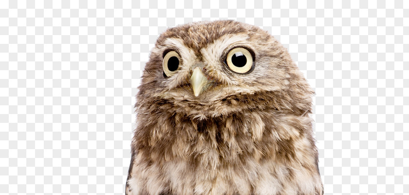 Reverend Little Owl Business Afacere Tawny PNG
