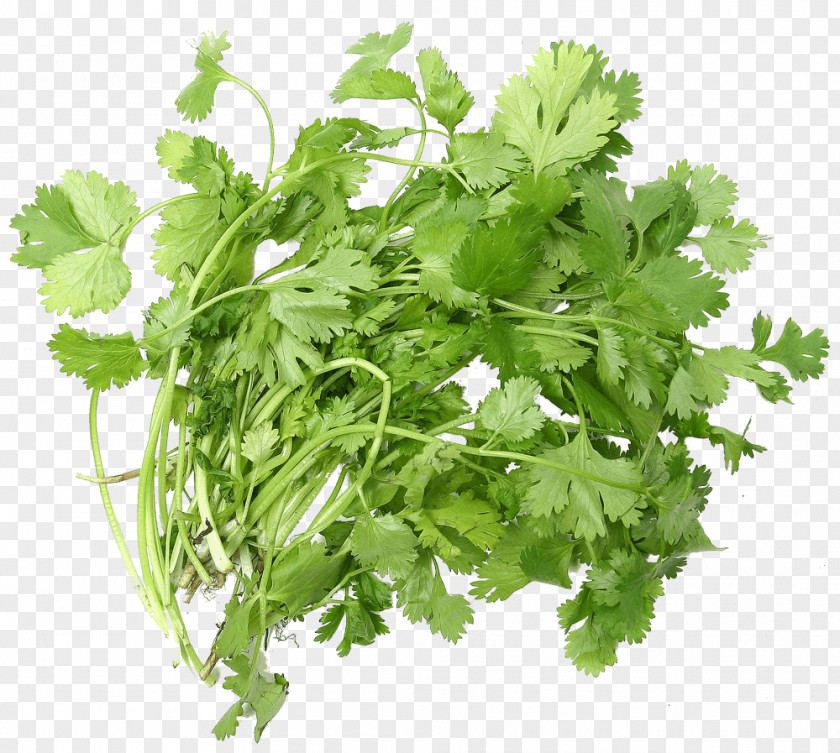 Coriander Ascorbic Acid Tea Herb Seed PNG