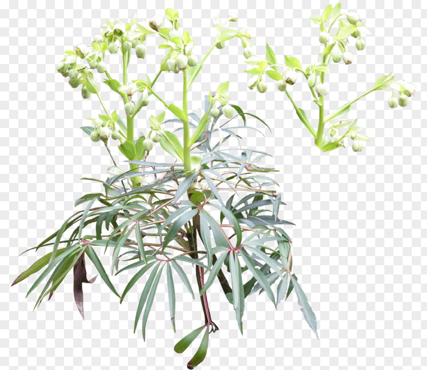 Helleboreae Art Hellebore Plant Stem Subshrub PNG