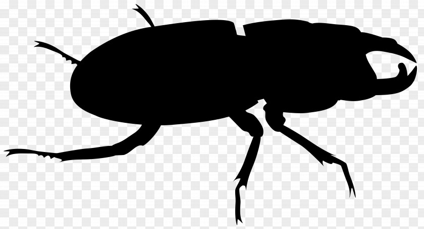 Weevil Clip Art Insect Silhouette Scarab PNG