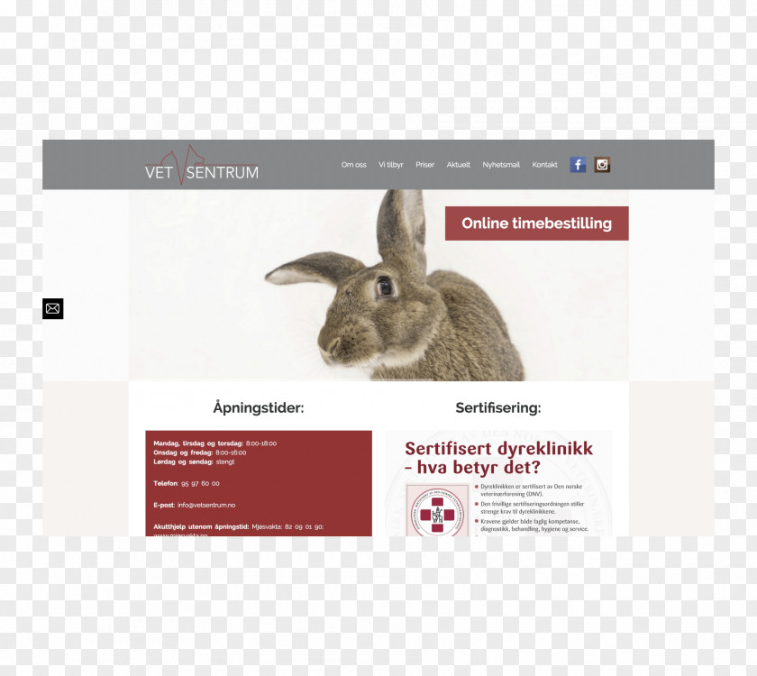 WordPress Web Development Domestic Rabbit Corporate Website PNG