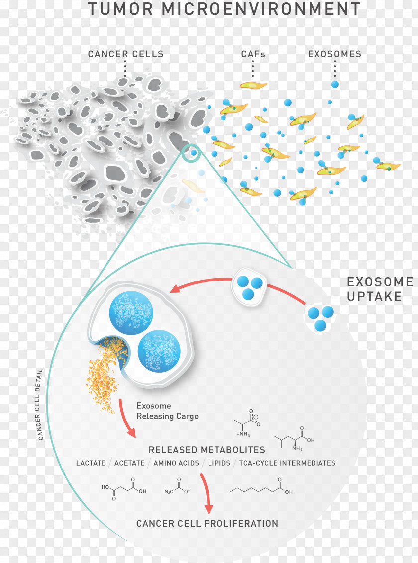 Cancer Cell Analysis Metabolomics Lipidomics Exosome MicroRNA CD63 PNG