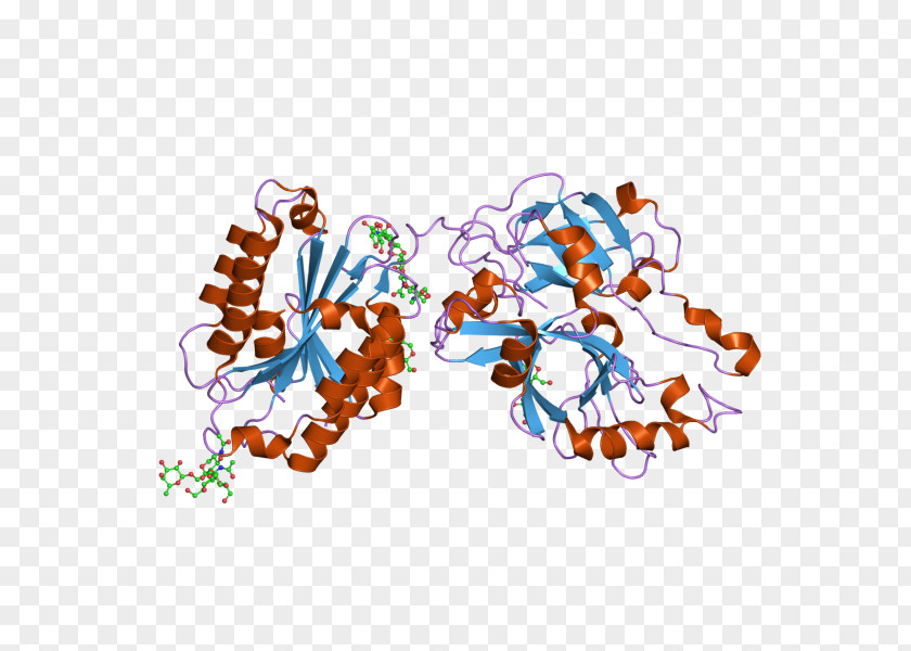Complement Component 2 System Classical Pathway Gene Protein PNG