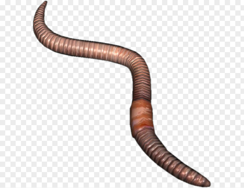 Earthworm DayZ Ventral Nerve Cord PNG