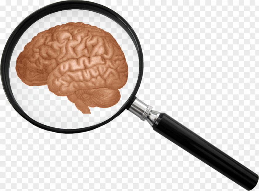 Pictures Of Magnifying Glass The Human Body: Brain Clip Art PNG