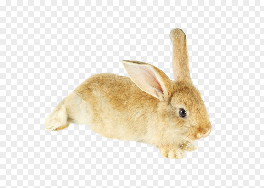 Rabbit Domestic Hare Fur PNG