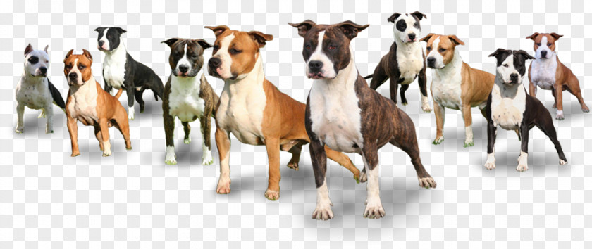 Mustang American Staffordshire Terrier Bull Australian Cattle Dog PNG