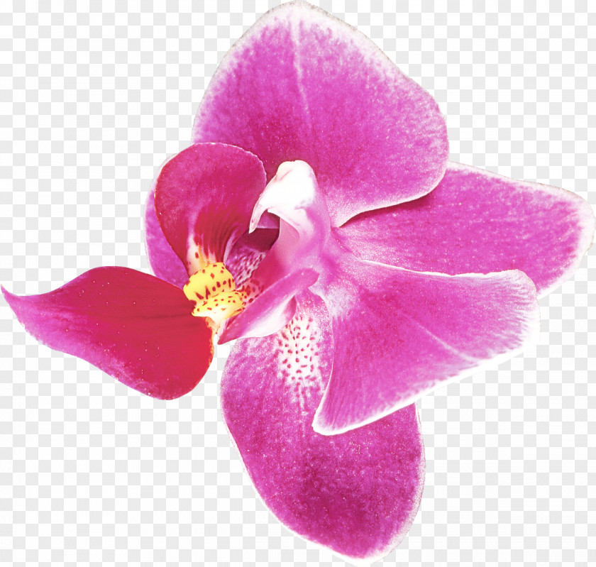 Petal Pink Flower Violet Plant PNG