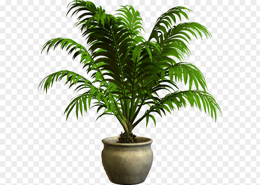 Plant Houseplant Flowerpot PNG