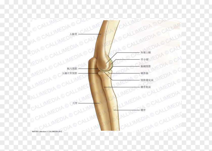 Radial Tuberosity Thumb Elbow Bone Humerus Joint PNG