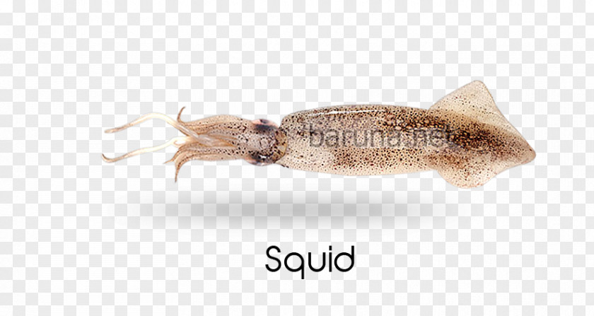 Squid Rings Cephalopod Fauna Pest PNG