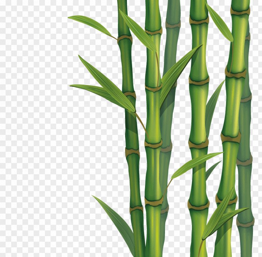 Bamboo Tropical Woody Bamboos Skin PNG
