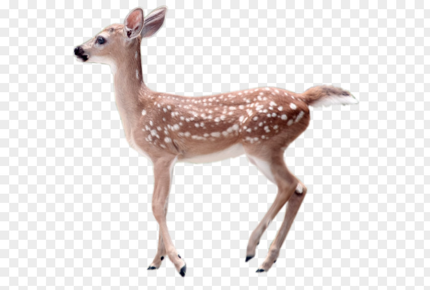 Fawn White-tailed Deer Transparency And Translucency Clip Art PNG