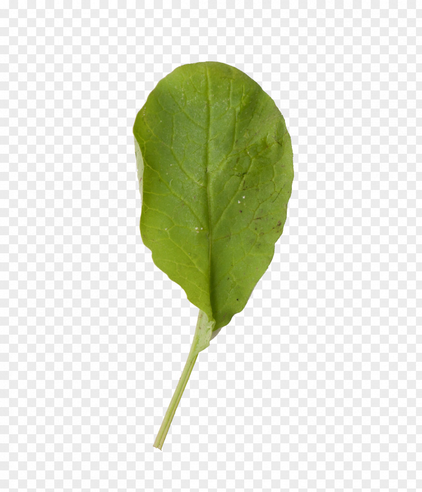 Leaf Plant Cải Củ Abaksiaalsus Photosynthesis PNG