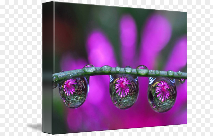 Purple Petals Dew Drop Violet Water Photography PNG