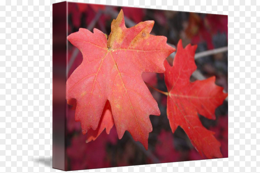 Red Maple Leaves Leaf PNG