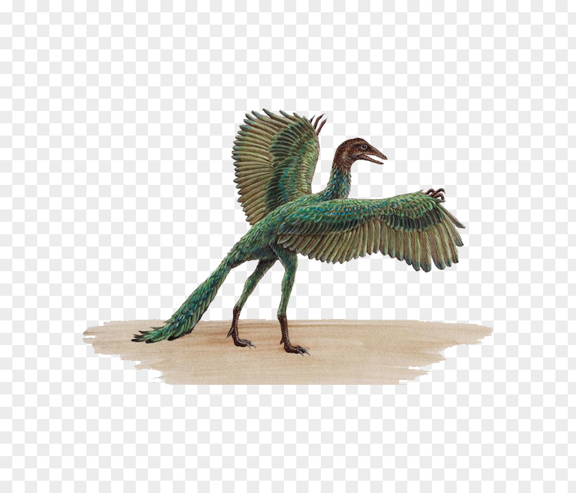 Winged Dinosaur ARK: Survival Evolved Archaeopteryx Bird Pterosaurs Velociraptor PNG