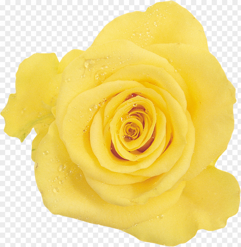 Yellow Aesthetic Rose Garden Roses Floribunda Flower PNG