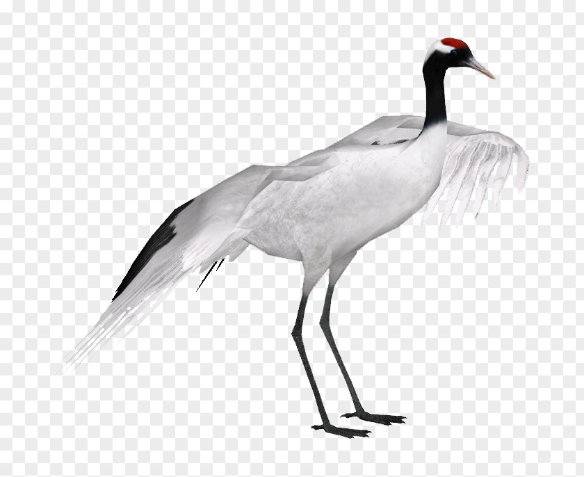 Crane Red-crowned Grey Crowned Black-necked Black PNG
