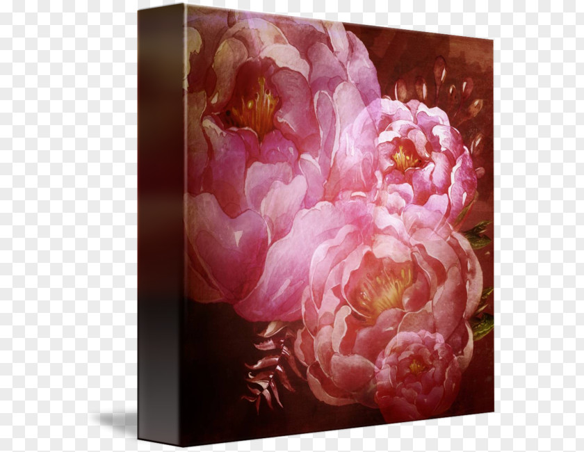 Creative Peony Flower Still Life Photography Floral Design Rosaceae PNG