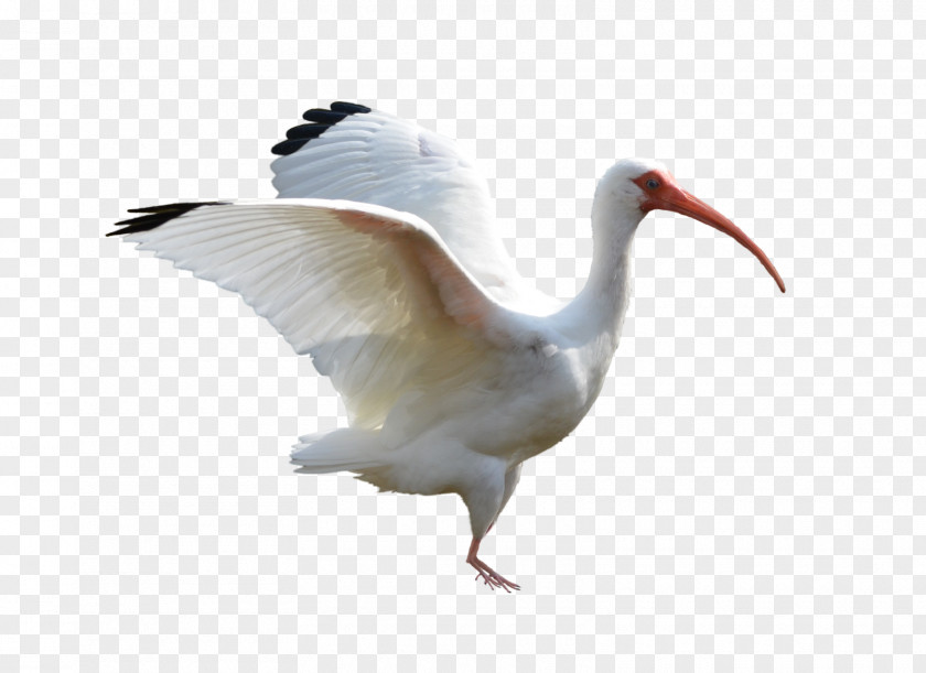 Flying Crane Flight Bird Goose Ibis PNG