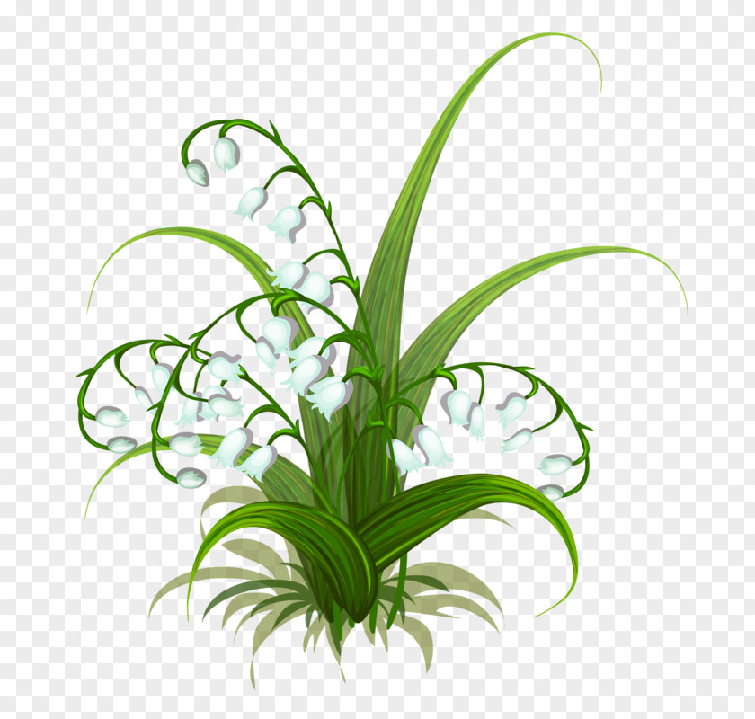 Lily Of The Valley Flowers Flower PNG