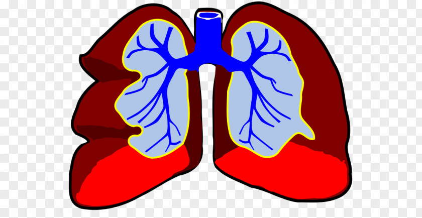 Lunge Lung Breathing Respiratory System Circulatory Clip Art PNG