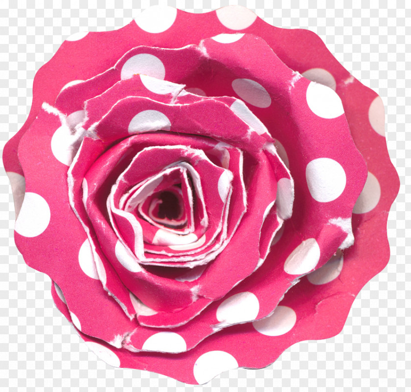 Polka Dot Rose Garden Roses Beach Centifolia PNG