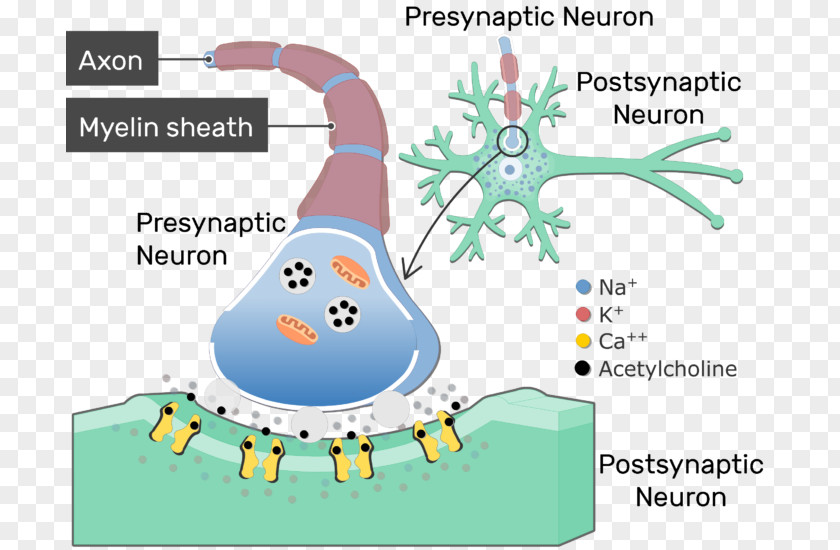 Postsynaptic Potential Neurotransmitter Synapse Cholinergic Acetylcholine Neurotransmission PNG