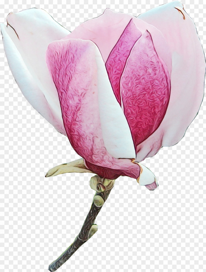Cut Flowers Tulip Petal Pink Flower Plant Magnolia PNG