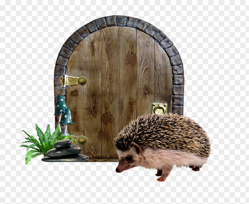 Doors Alices Adventures In Wonderland Domesticated Hedgehog Fairy Tale PNG