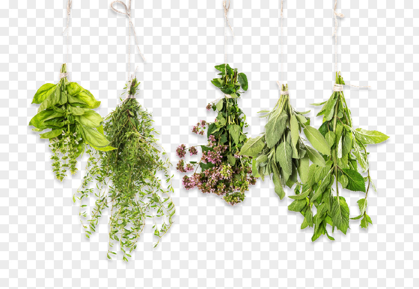 Herb Bouquet Essential Oil Aromatherapy Thyme Stock Photography PNG