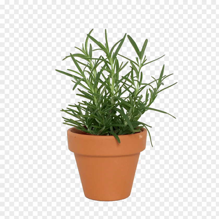 Herb Houseplant Flowerpot PNG