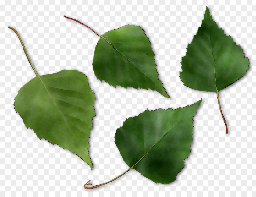 Leaf Plant Stem PNG