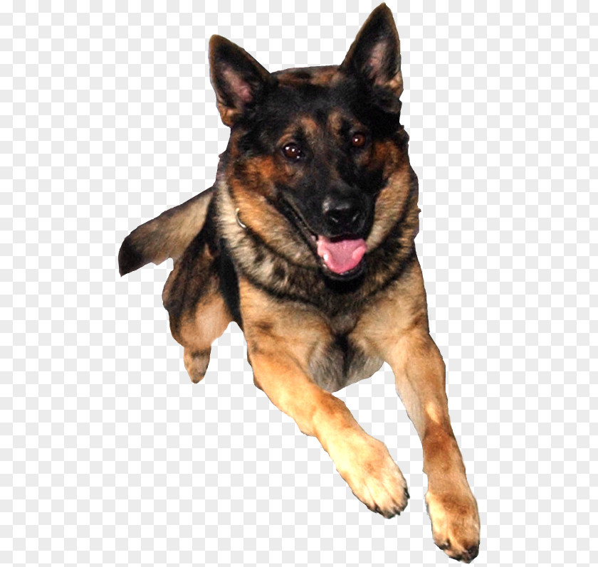 Traditional Background Material German Shepherd Puppy Dog Training Pet PNG