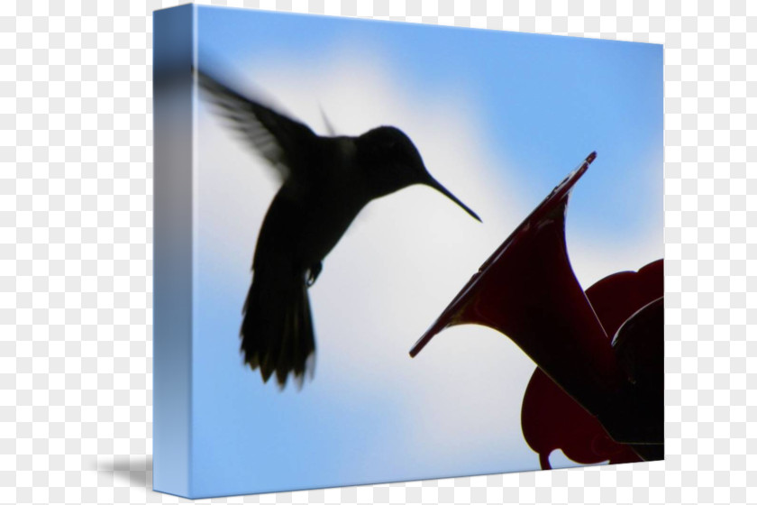 Bird Flightless Wing Hummingbird M Beak PNG