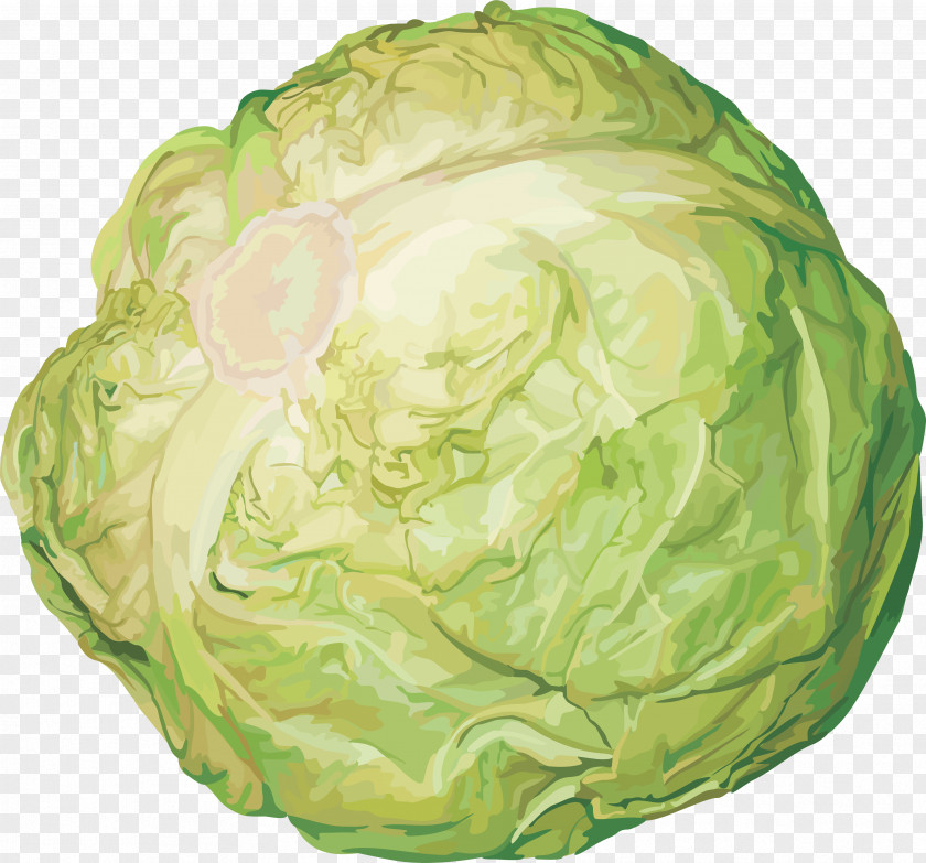 Cabbage Image Stew Red Food PNG