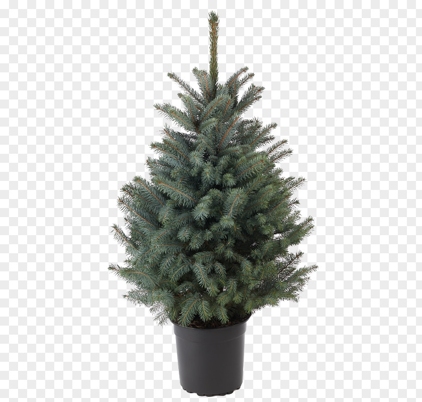 Christmas Tree Spruce Ornament Fir Pine PNG