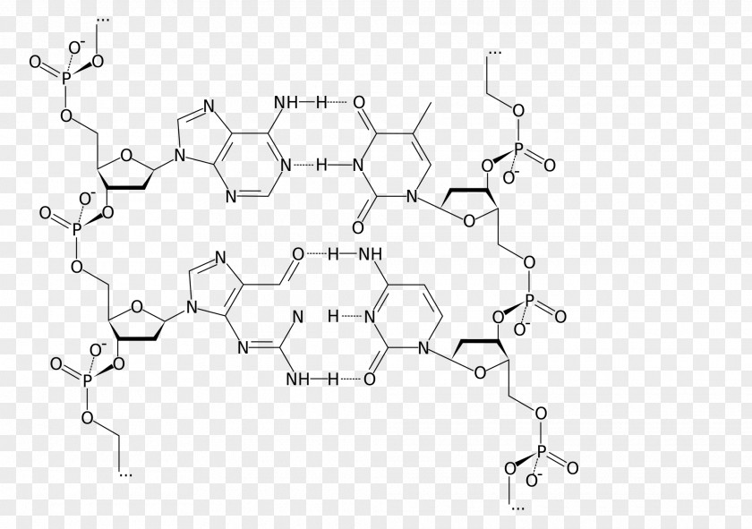 DNA Ligase Nucleic Acid Structure Adenine Thymine PNG