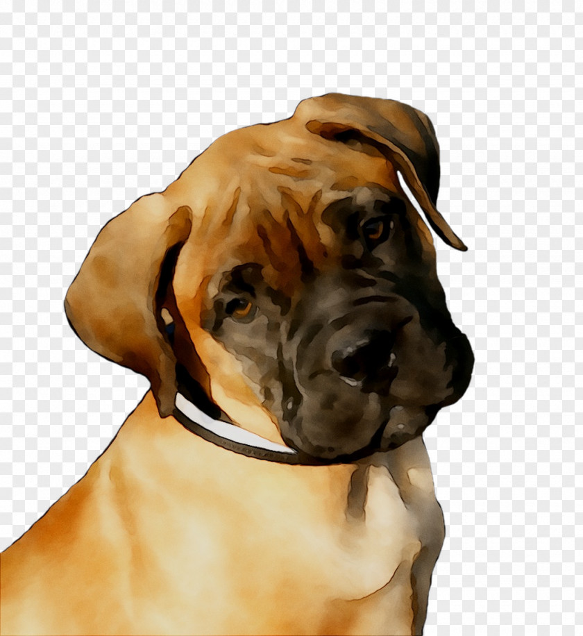 Dog Breed Boxer Bullmastiff Boerboel Fila Brasileiro PNG