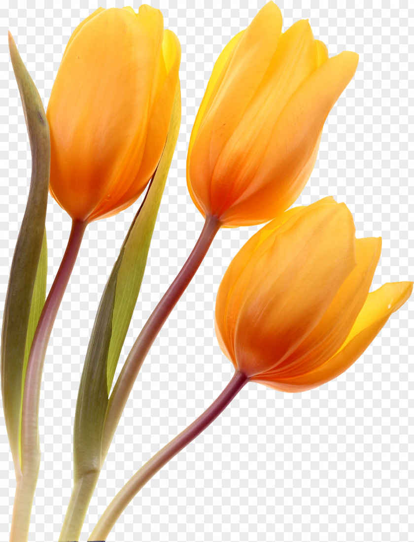 Tulip Cut Flowers Plant Stem PNG