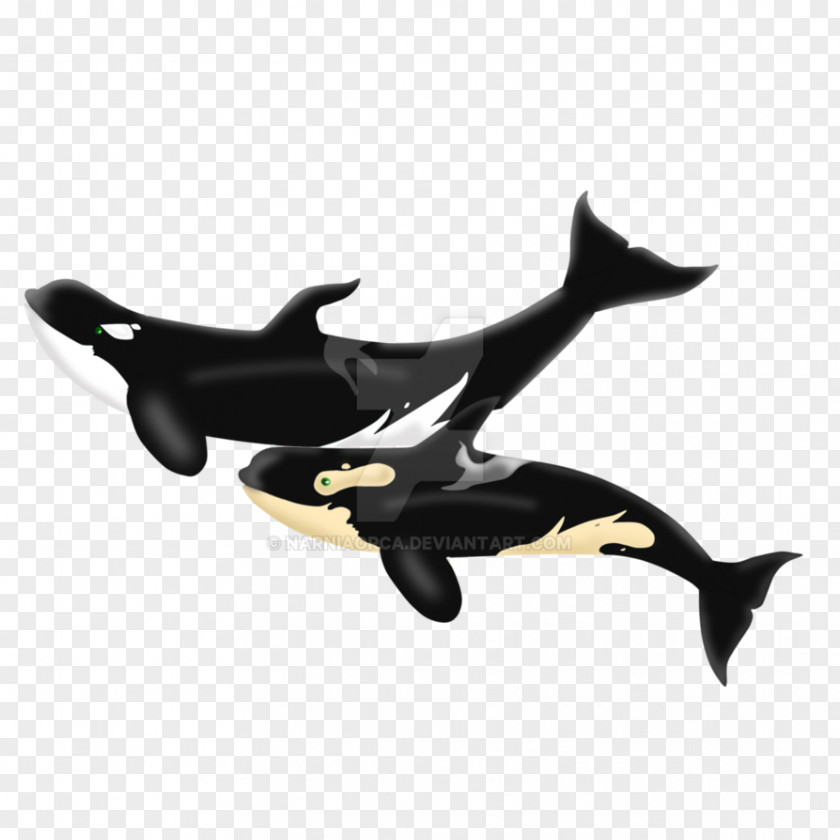 Dolphin Product Design PNG