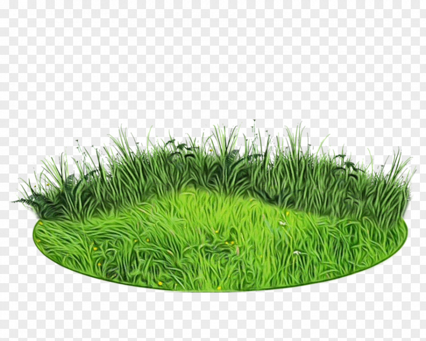 Fodder Lawn Green Grass Background PNG