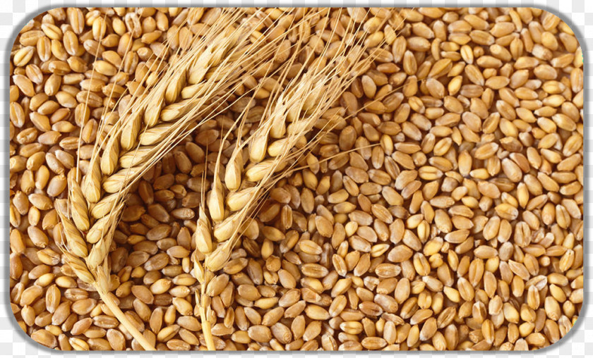 Flour Atta Common Wheat Gristmill Cereal PNG
